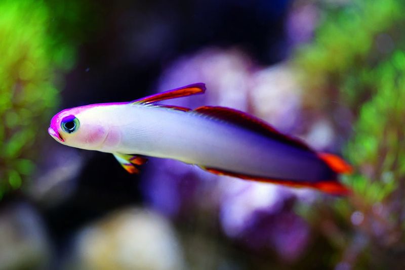 Elegant Firefish: The Saltwater Ballet Dancer