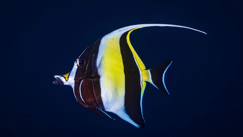 Moorish Idol: The Fish That Inspired Nemo's Gill