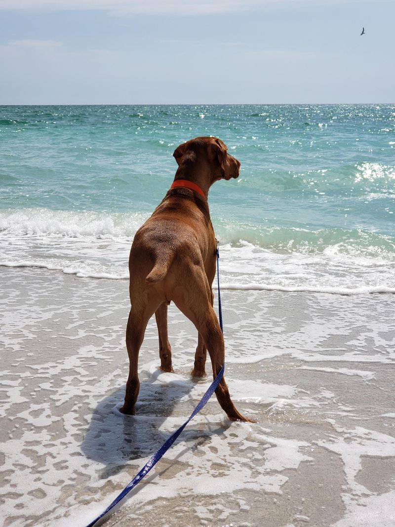 Vizsla: Sleek Beach Athletes