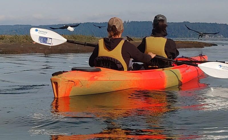 Kayak Among Eagles On Hood Canal