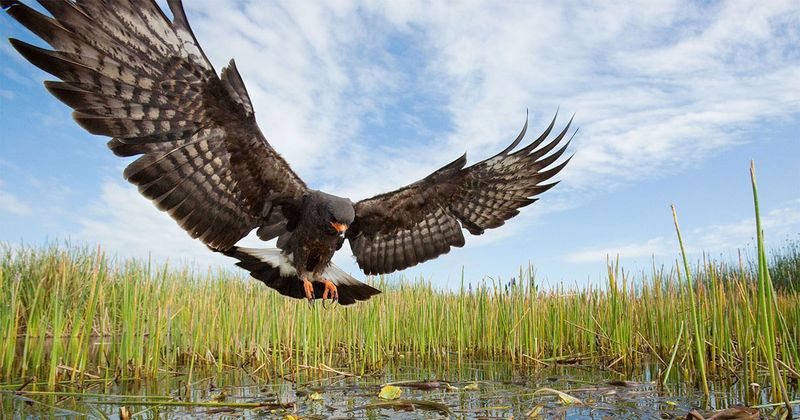 Aerial Acrobatics Of The Snail Kite