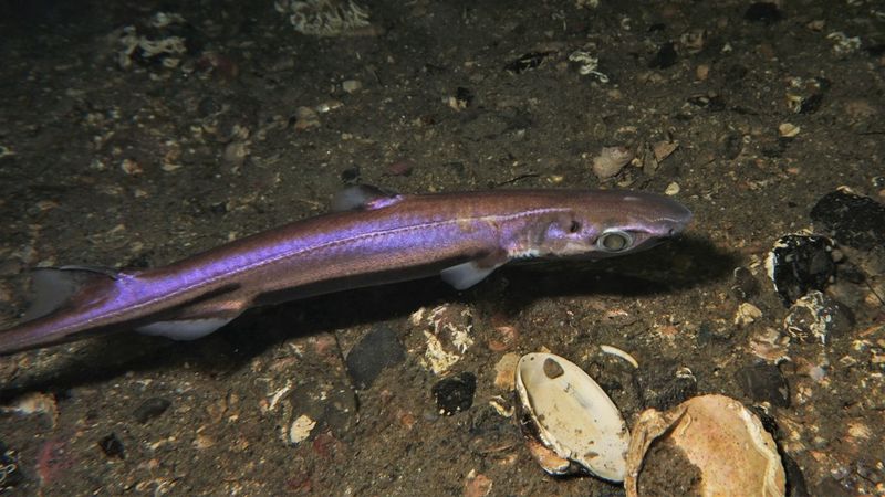Deep-Sea Lanterns: Fringefin Lanternshark