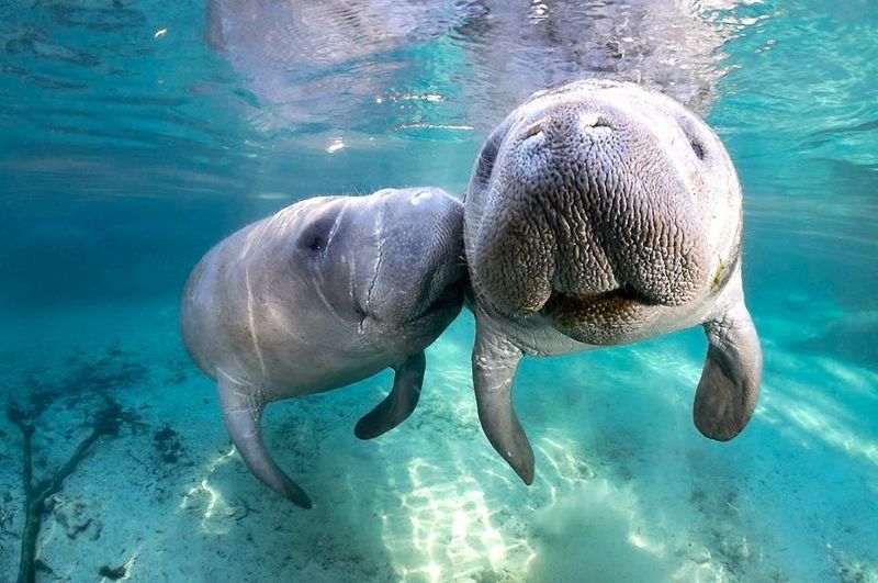 Manatee: Gentle Sea Cows of Crystal Rivers