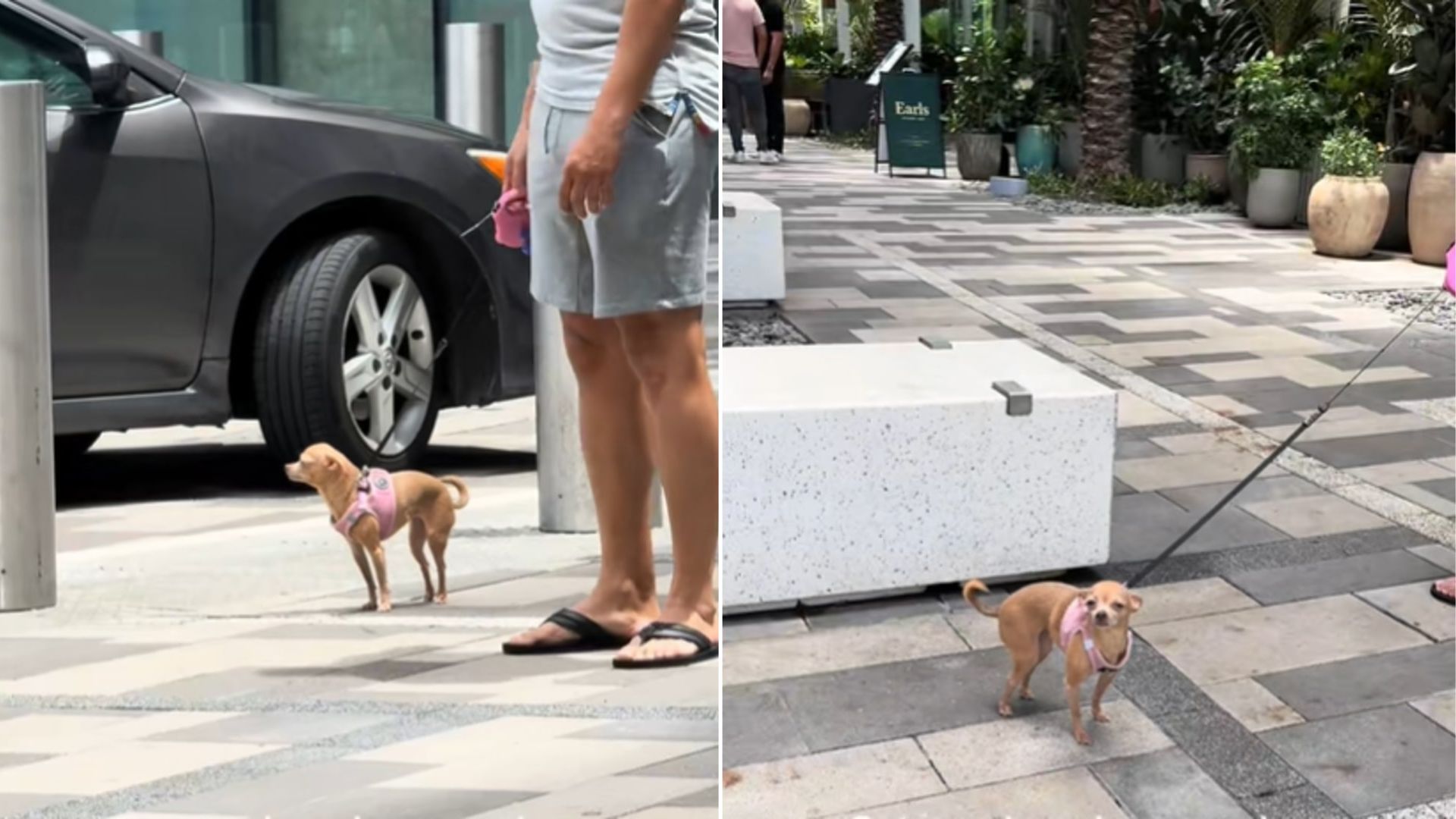 Florida Chihuahua’s Sweet Reaction To Smelling Her Owner In Public Melts Hearts Online