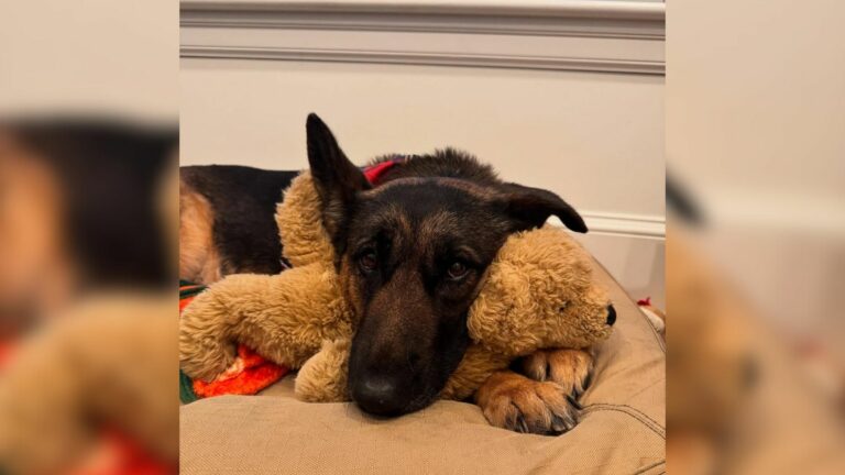 german shepherd