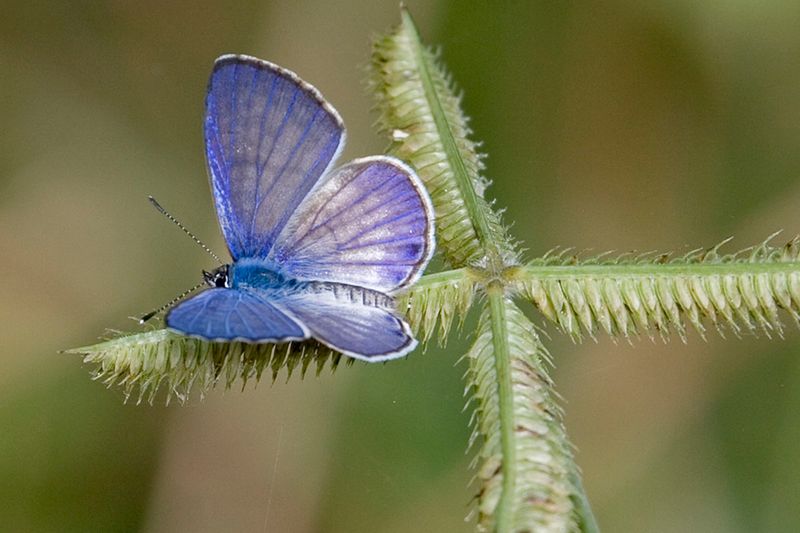 Miami Blue Butterfly: Dime-sized Marvel