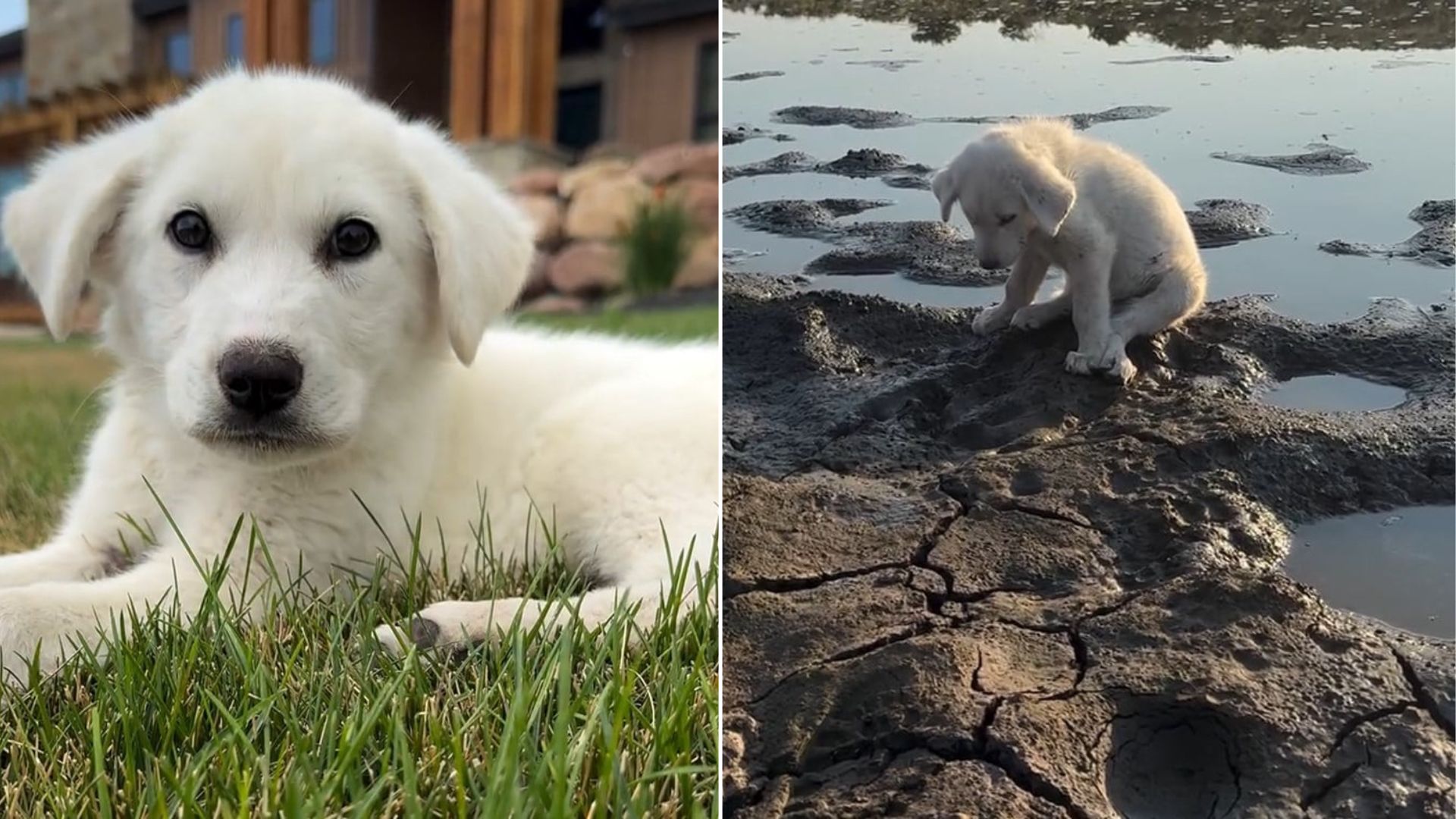 rescued puppy