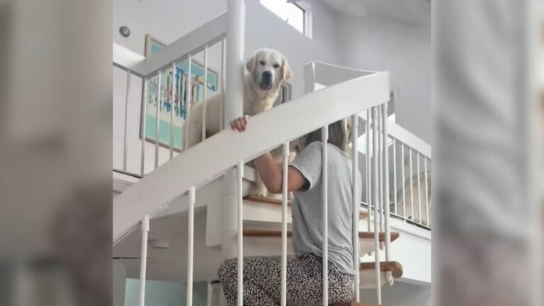 confused dog