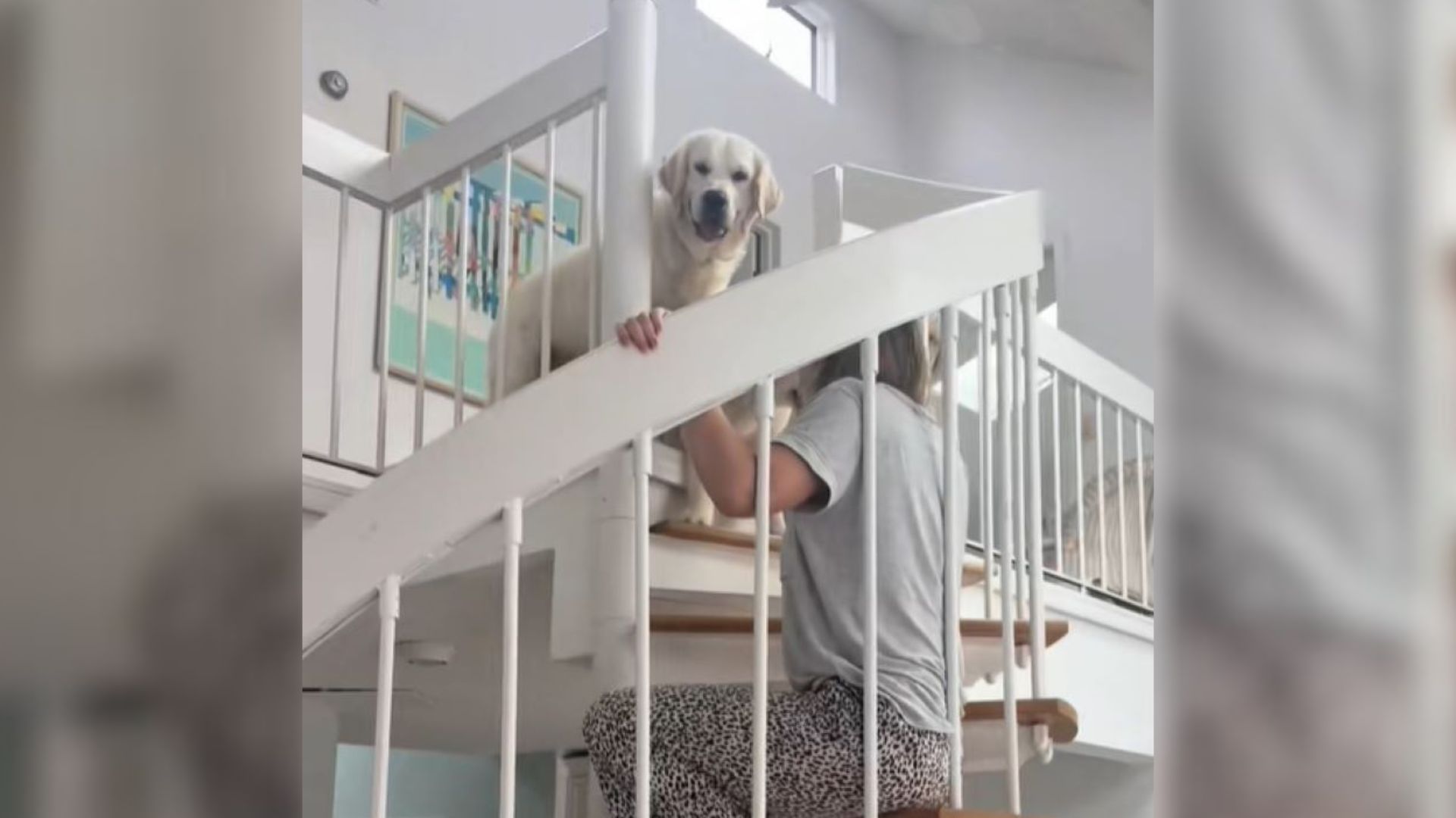 Florida Owner Noticed Her Golden Retrievers Were Confused By Spiral Stairs, So She Did Something Amazing