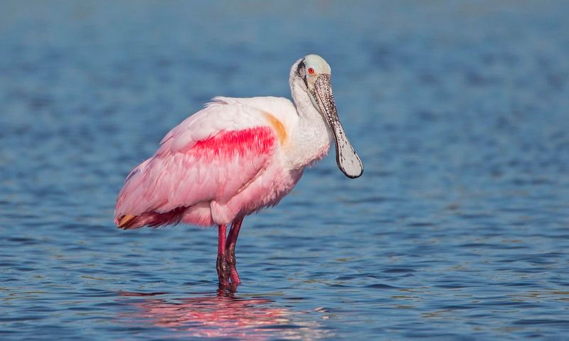 Roseate Spoonbill: The Flamingo Impersonator