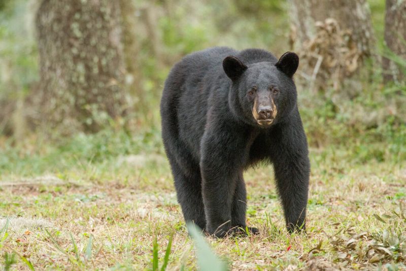 Florida Black Bear: Forest Gentle Giant