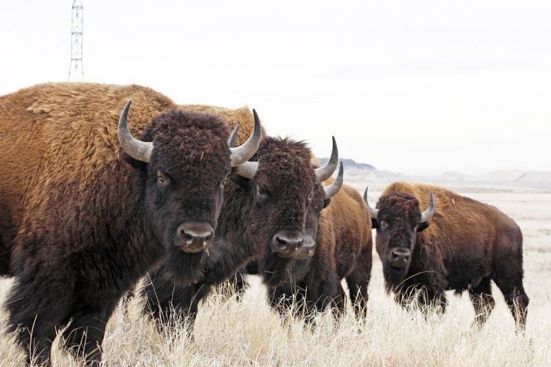 Bison: The Thundering Herds Return