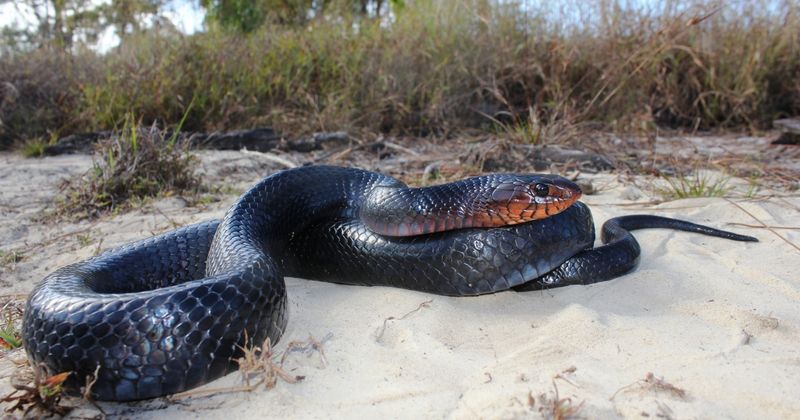Eastern Indigo Snake: The Gentle Giant That Eats Rattlesnakes