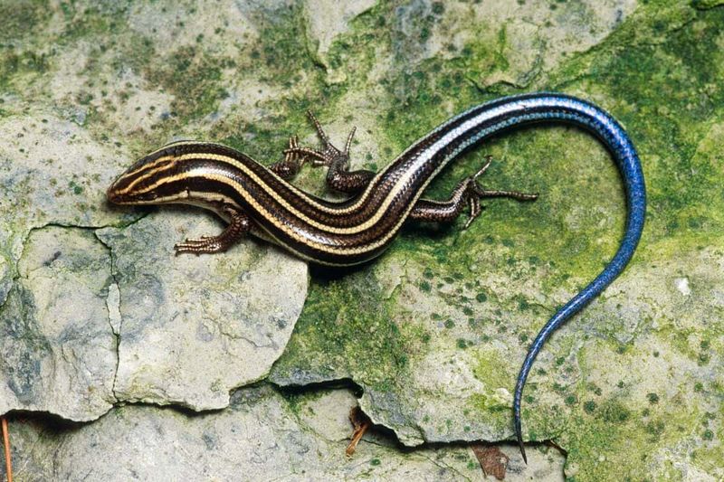 Bluetail Mole Skink: The Disappearing Rainbow Lizard
