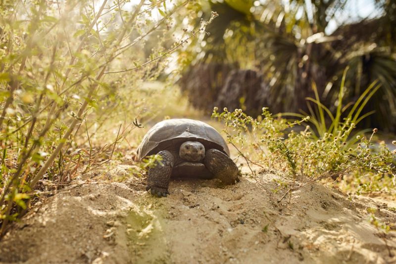 Gopher Tortoise: The Underground Architect Saving Hundreds of Species