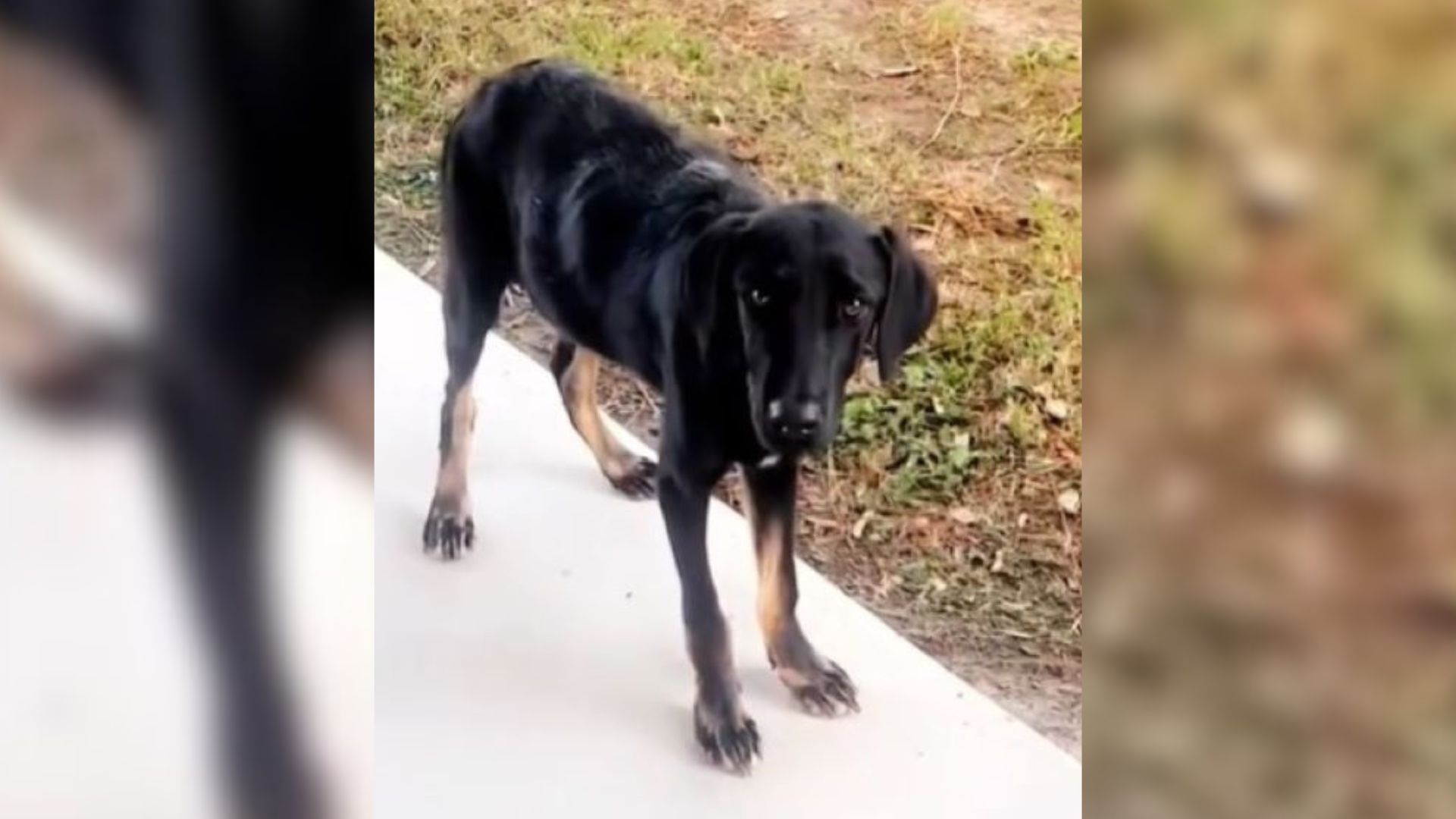 stray dog