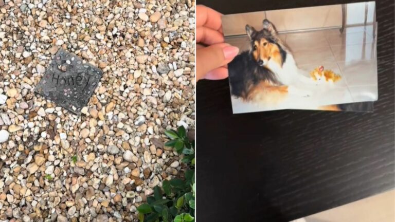 dogs grave