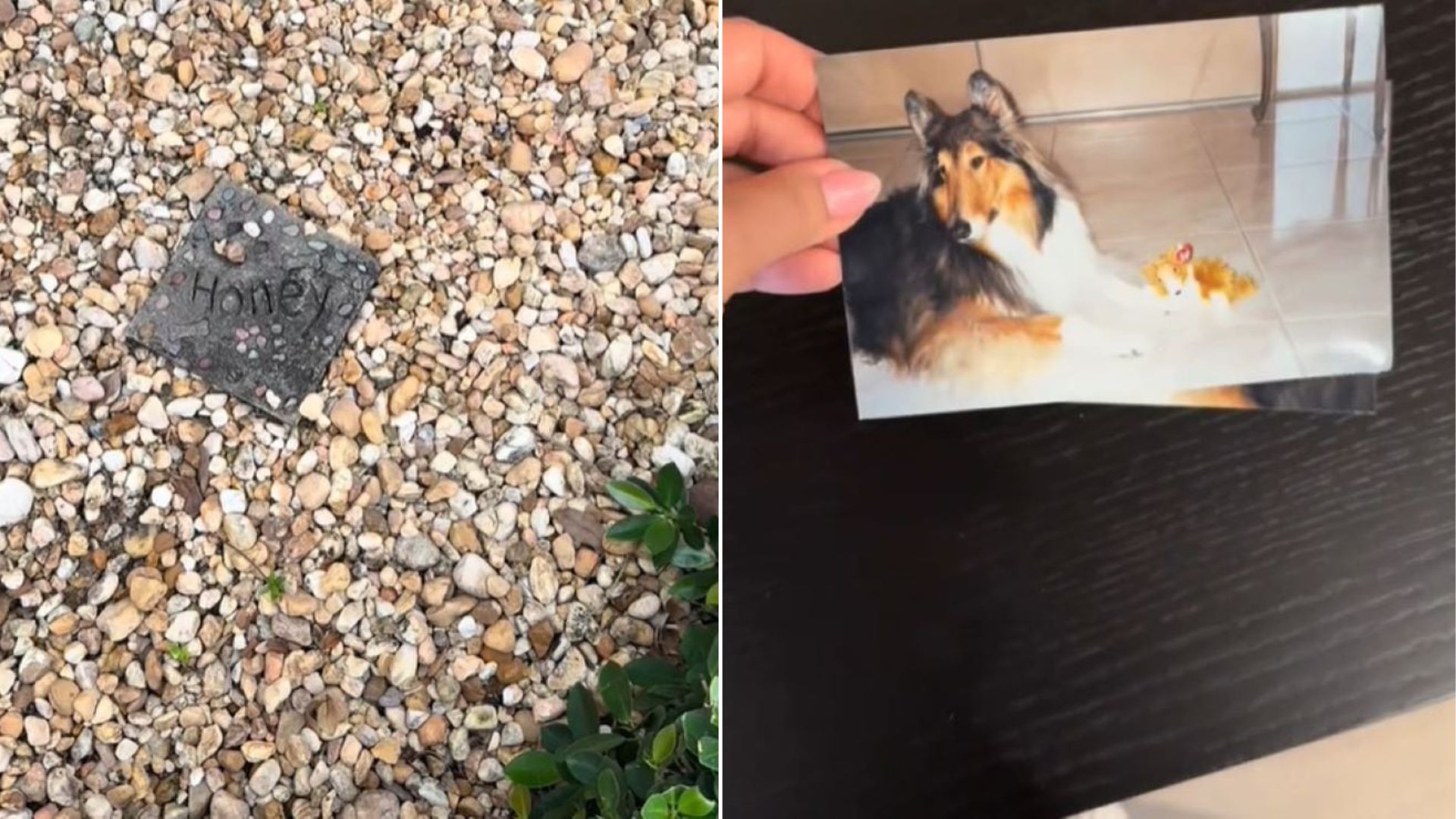 Florida Woman Finds Dog Grave In Her Backyard And Discovers The Heartfelt Story Behind It