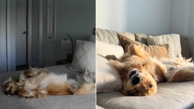 dog on camera