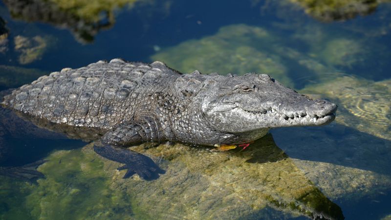 American Crocodile: Southern Specialist