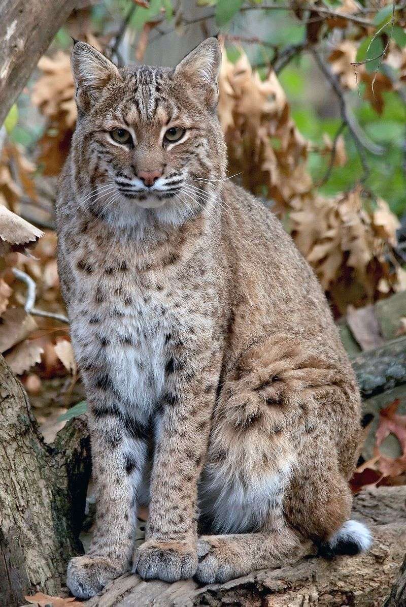 Georgia's Woodland Hunters