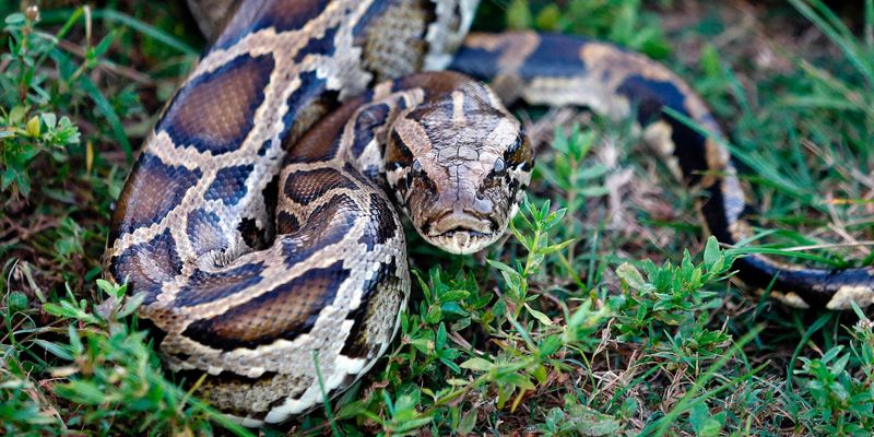 Burmese Pythons: Apex Predators in the Everglades