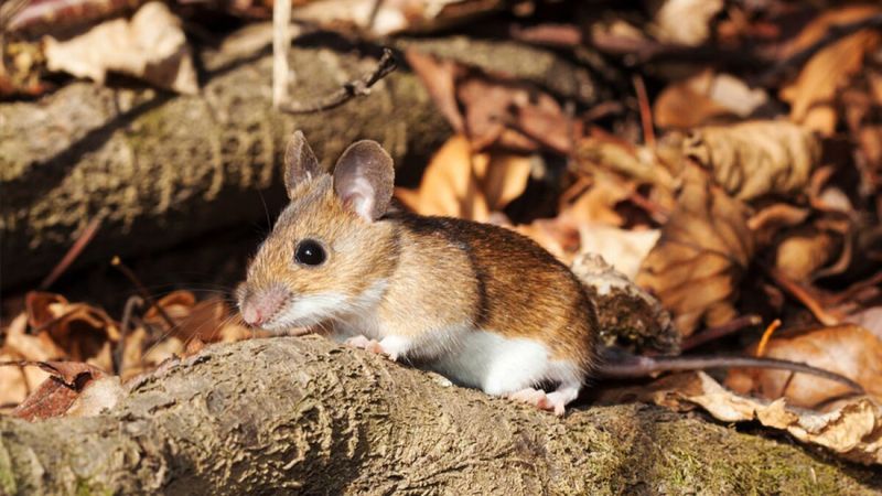 White-Footed Mouse: The Resilient Natives