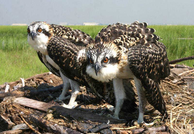 Ospreys: The Fish-Hawk Comeback Kids