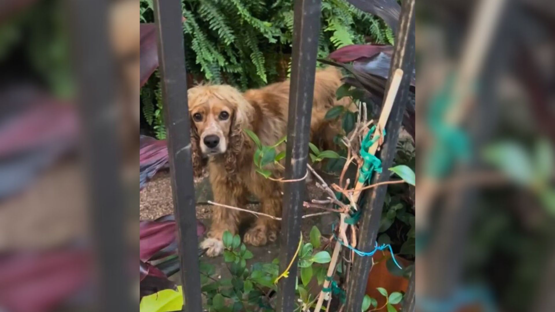sad dog