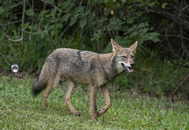 Coyote