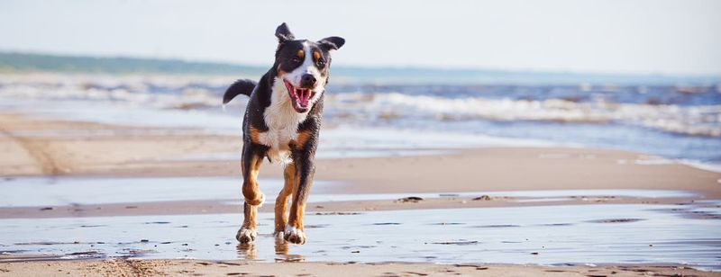 Jupiter Dog Beach – Jupiter