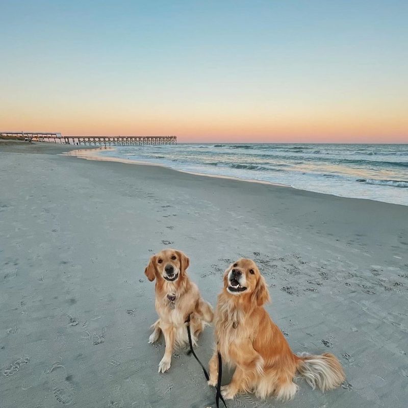 Wrightsville Beach: Sophisticated Canine Social Scene
