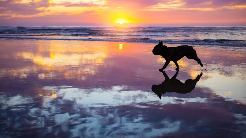 Oak Island's Hidden Canine Gems
