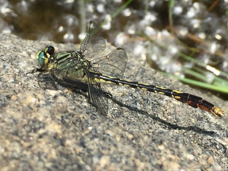 Unicorn Clubtail: The Horned Hunter