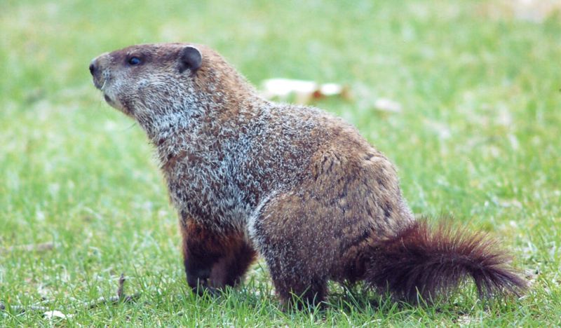 Groundhog (Woodchuck)