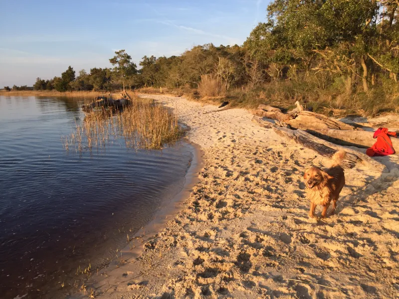 Carolina Beach State Park: Wooded Trails Meet Shoreline