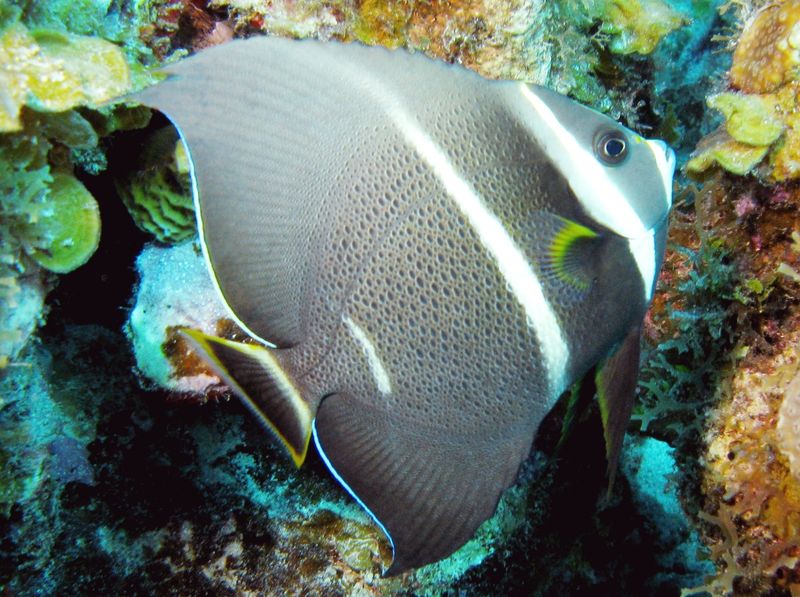 Gray Angelfish: The Chameleon Of The Reef