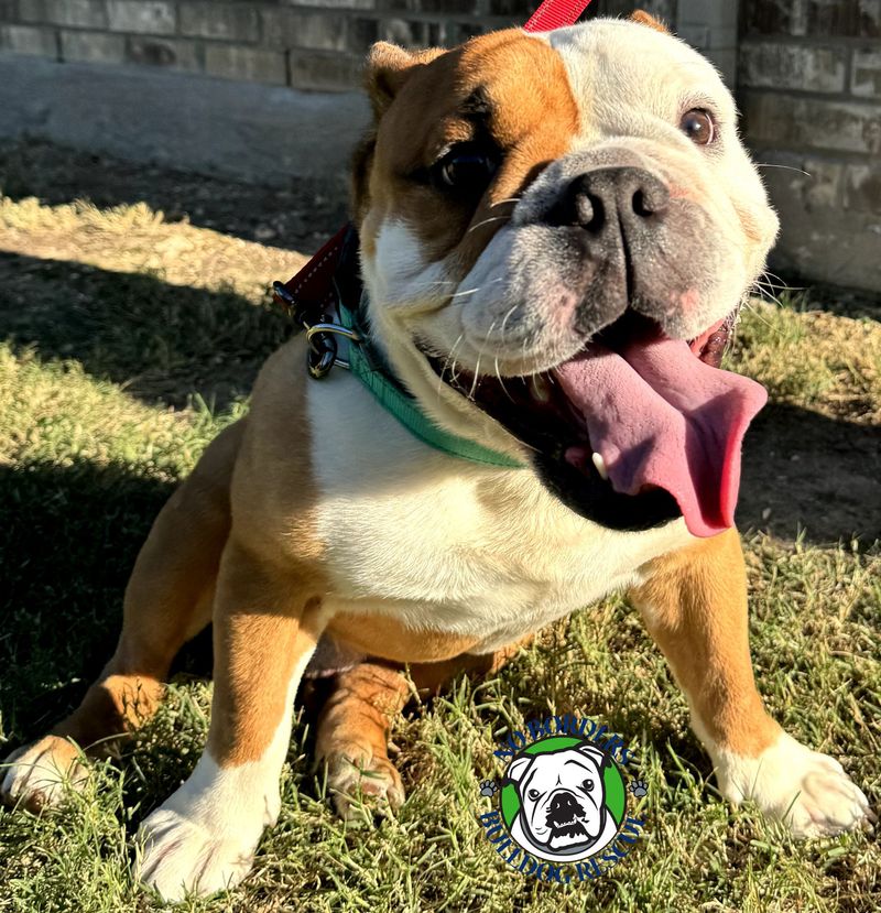 Bulldog