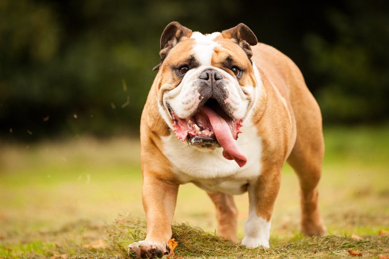 Bulldog