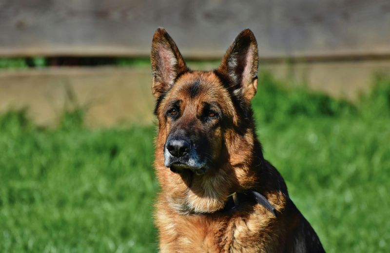 German Shepherd
