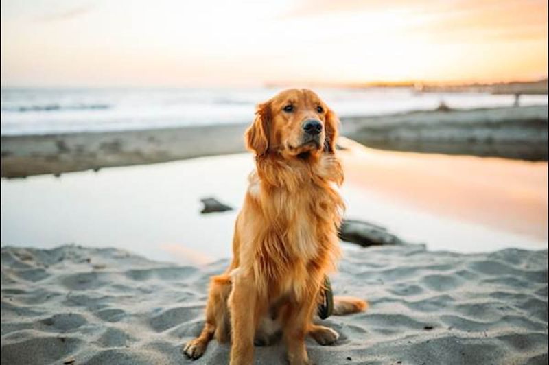Golden Retriever: The Beach Buddy Everyone Loves