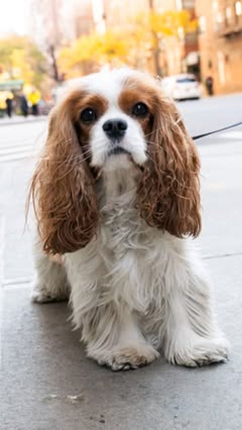 Cavalier King Charles Spaniel: Royal Companion For City Living