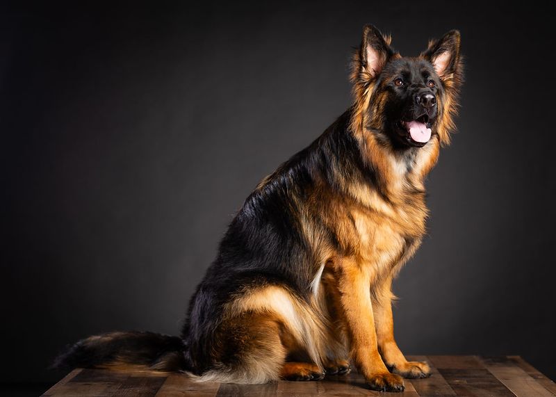 German Shepherd: The Versatile Protector for Ohio Families