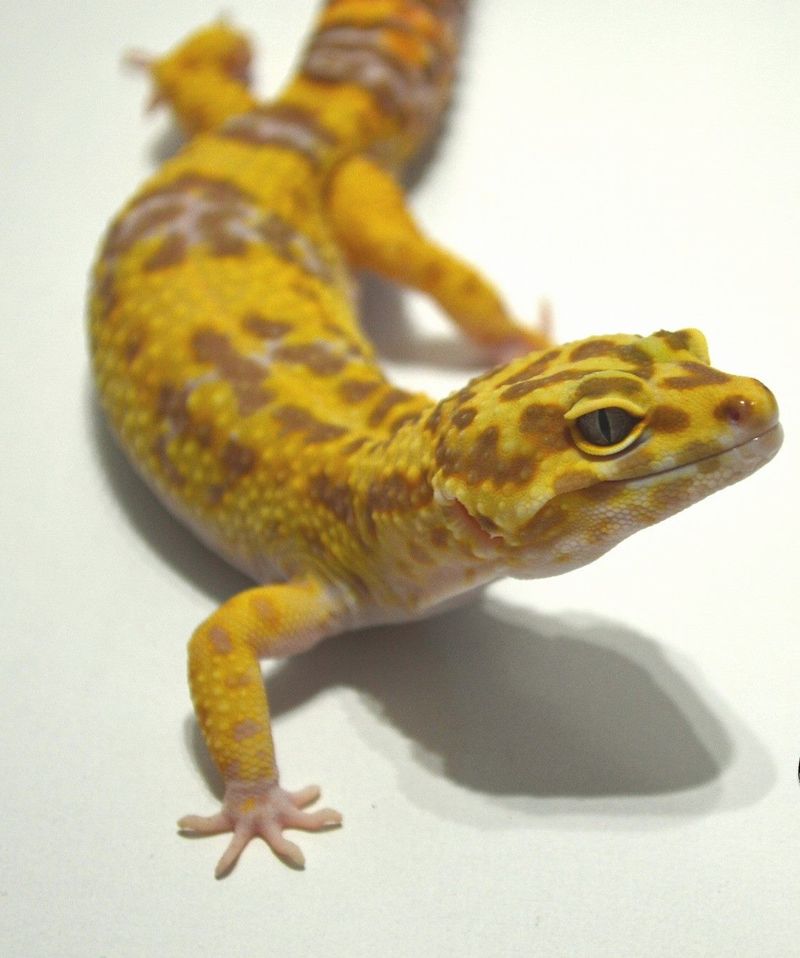 Leopard Gecko: The Silent Observer