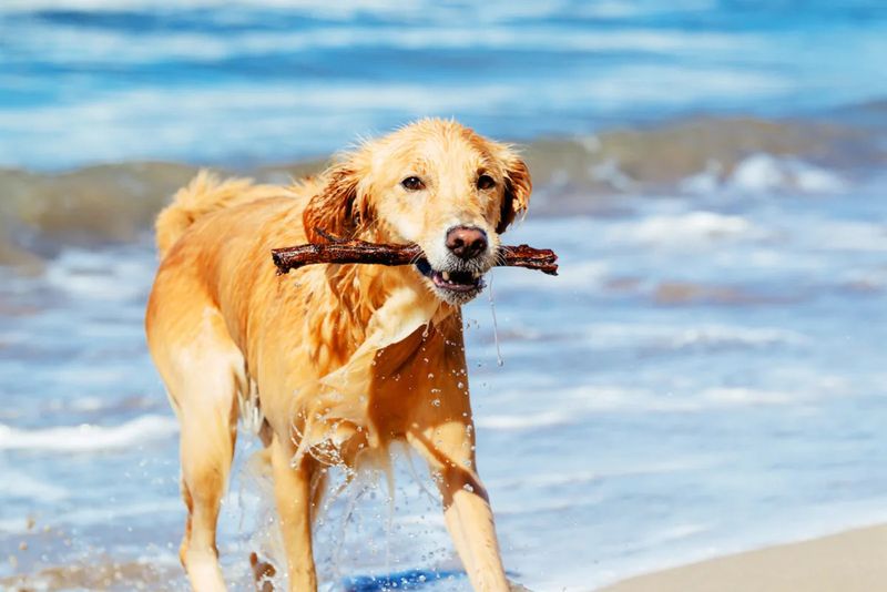 Golden Retriever: Sunshine in Dog Form