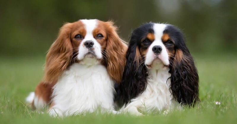 Cavalier King Charles Spaniel: Royal Apartment Dweller