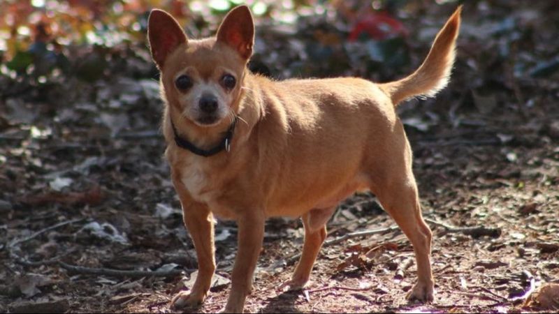 Chihuahua