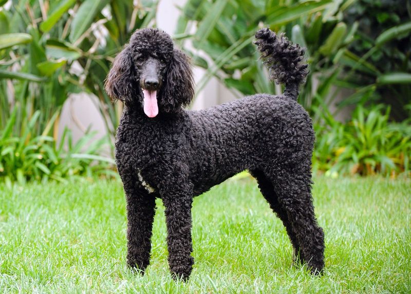 Poodles: The Sophisticated Intellectuals