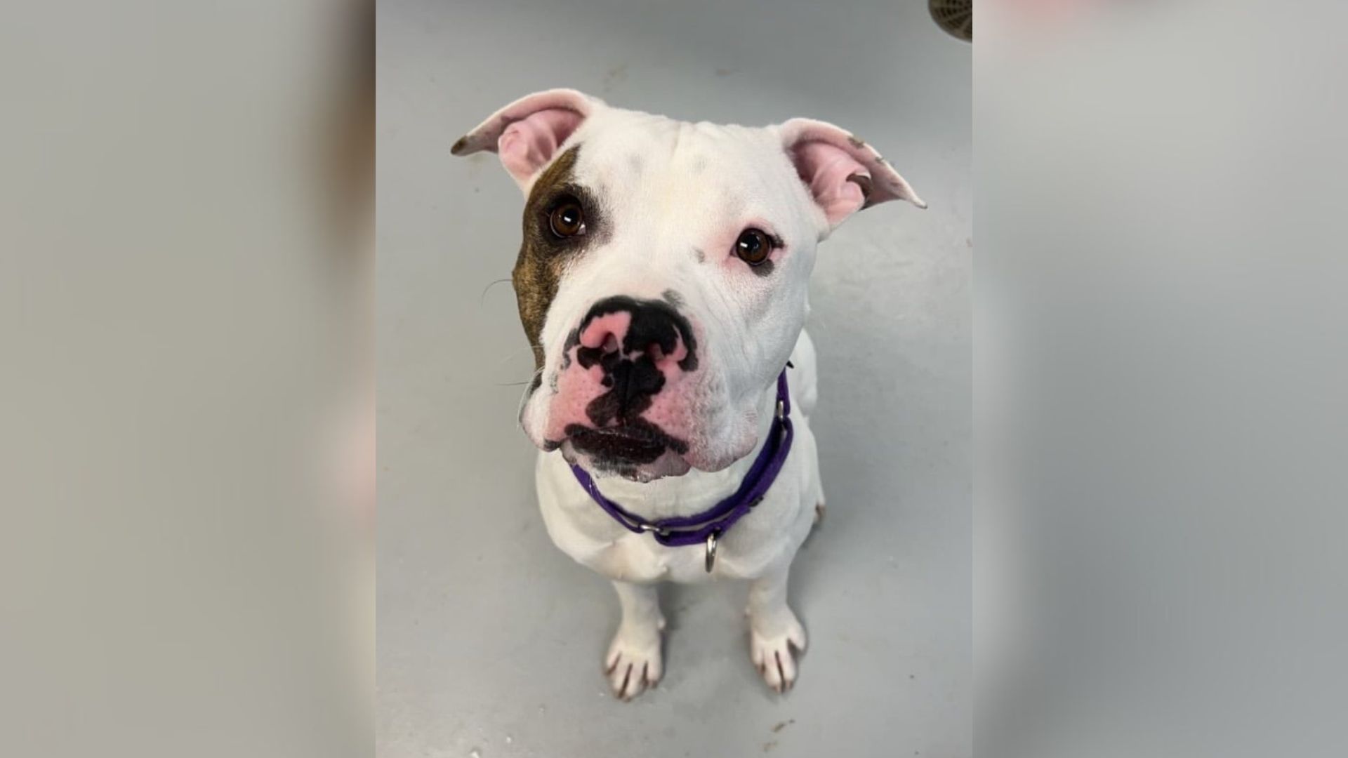 white pittie looking at camera