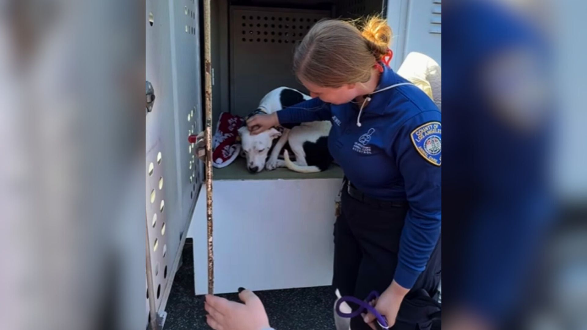 Friendly Pittie Is The Only Dog Without A Family After California Adoption Event, His Reaction Breaks Hearts